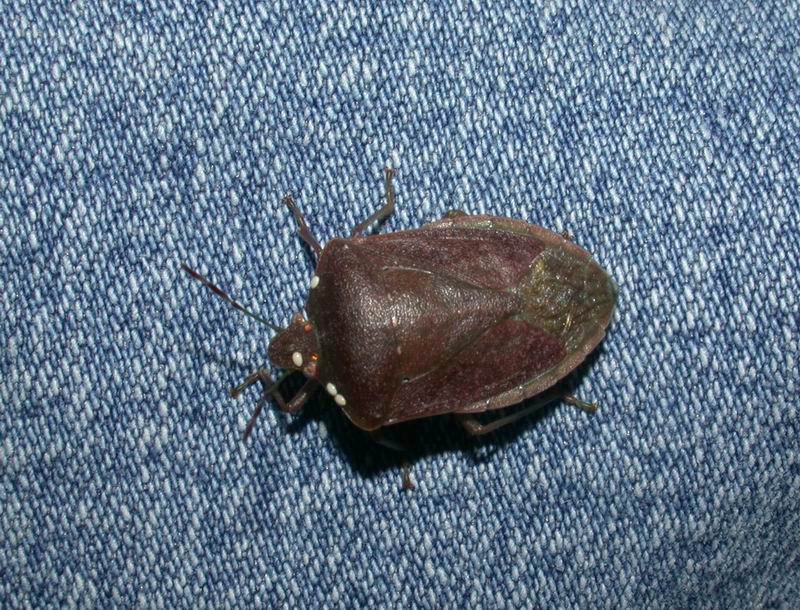 Pentatoma, Nezara, Palomena (Heteroptera, Pentatomidae)